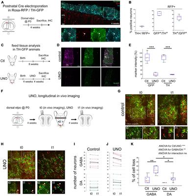Effects of sensory deprivation on glomerular interneurons in the mouse olfactory bulb: differences in mortality and phenotypic adjustment of dopaminergic neurons